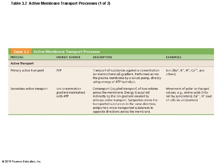 Table 3. 2 Active Membrane Transport Processes (1 of 2) © 2013 Pearson Education,