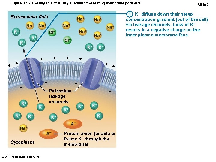 Figure 3. 15 The key role of K+ in generating the resting membrane potential.
