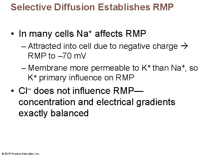 Selective Diffusion Establishes RMP • In many cells Na+ affects RMP – Attracted into
