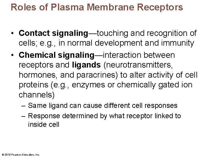 Roles of Plasma Membrane Receptors • Contact signaling—touching and recognition of cells; e. g.