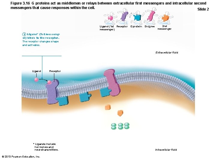 Figure 3. 16 G proteins act as middlemen or relays between extracellular first messengers