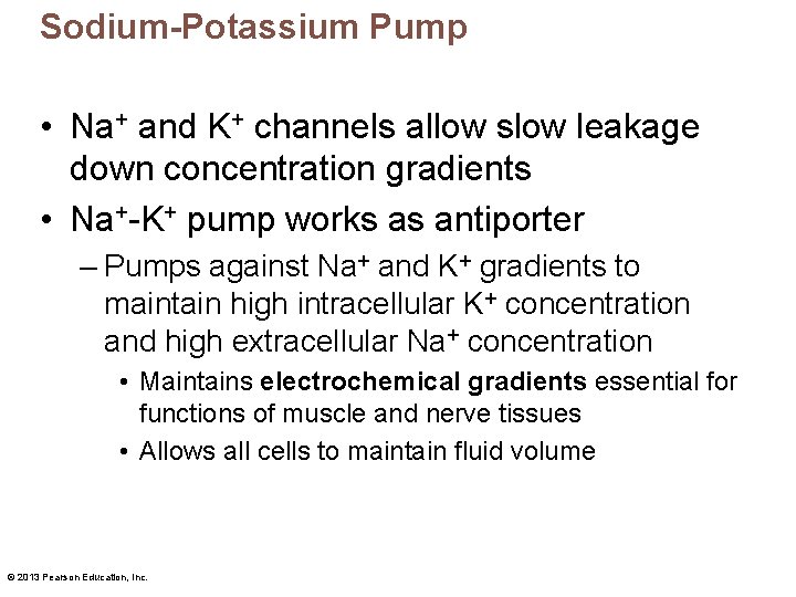 Sodium-Potassium Pump • Na+ and K+ channels allow slow leakage down concentration gradients •