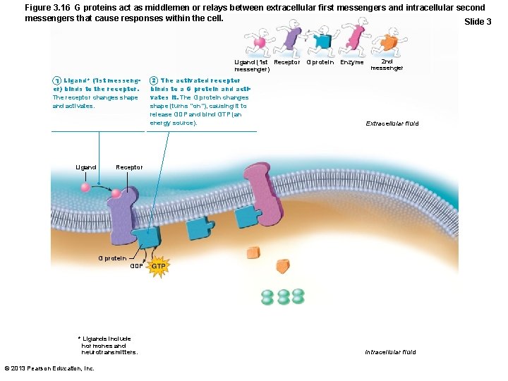 Figure 3. 16 G proteins act as middlemen or relays between extracellular first messengers