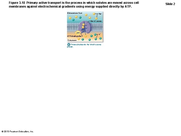 Figure 3. 10 Primary active transport is the process in which solutes are moved