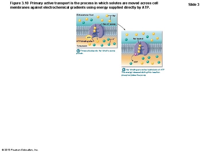 Figure 3. 10 Primary active transport is the process in which solutes are moved