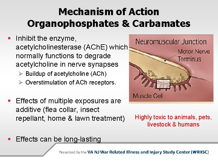 Mechanism of Action Organophosphates & Carbamates § Inhibit the enzyme, acetylcholinesterase (ACh. E) which