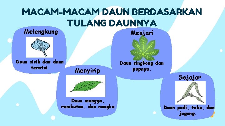 MACAM-MACAM DAUN BERDASARKAN TULANG DAUNNYA Melengkung Menjari Daun sirih dan daun teratai Daun singkong
