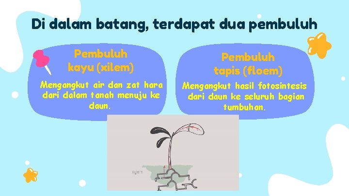 Di dalam batang, terdapat dua pembuluh Pembuluh kayu (xilem) Mengangkut air dan zat hara