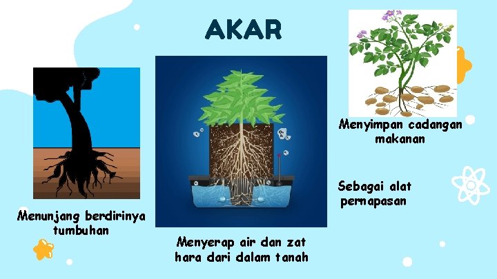 AKAR Menyimpan cadangan makanan Menunjang berdirinya tumbuhan Sebagai alat pernapasan Menyerap air dan zat
