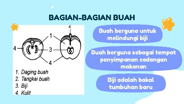 BAGIAN-BAGIAN BUAH Buah berguna untuk melindungi biji Buah berguna sebagai tempat penyimpanan cadangan makanan