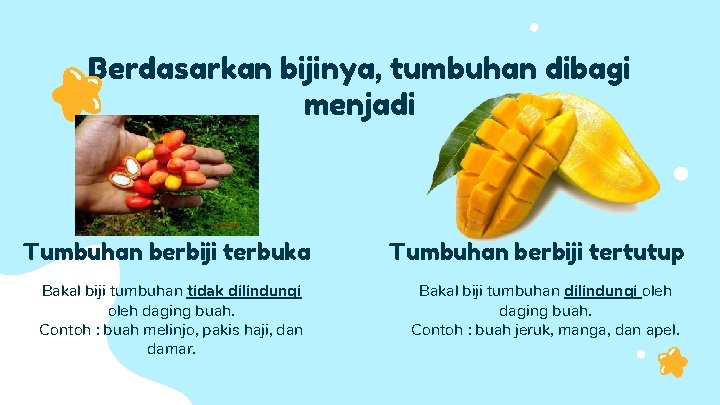 Berdasarkan bijinya, tumbuhan dibagi menjadi Tumbuhan berbiji terbuka Bakal biji tumbuhan tidak dilindungi oleh