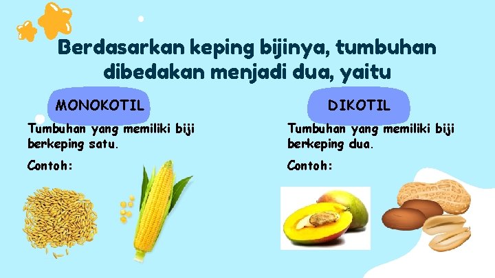 Berdasarkan keping bijinya, tumbuhan dibedakan menjadi dua, yaitu MONOKOTIL DIKOTIL Tumbuhan yang memiliki biji