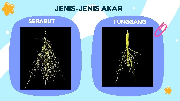 JENIS-JENIS AKAR SERABUT TUNGGANG 