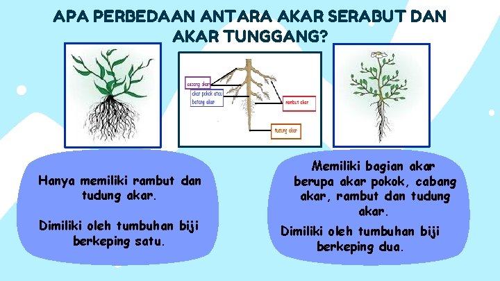APA PERBEDAAN ANTARA AKAR SERABUT DAN AKAR TUNGGANG? Hanya memiliki rambut dan tudung akar.