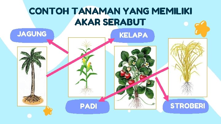 CONTOH TANAMAN YANG MEMILIKI AKAR SERABUT JAGUNG KELAPA PADI STROBERI 