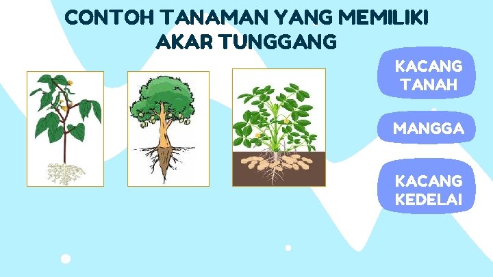 CONTOH TANAMAN YANG MEMILIKI AKAR TUNGGANG KACANG TANAH MANGGA KACANG KEDELAI 