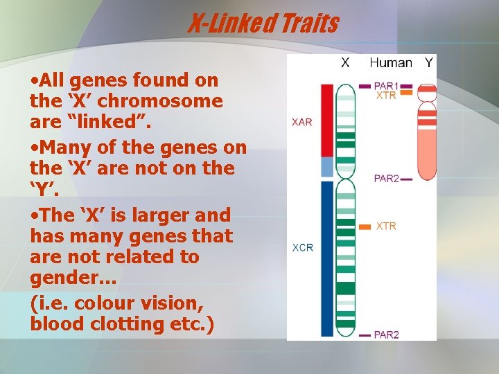 X-Linked Traits • All genes found on the ‘X’ chromosome are “linked”. • Many