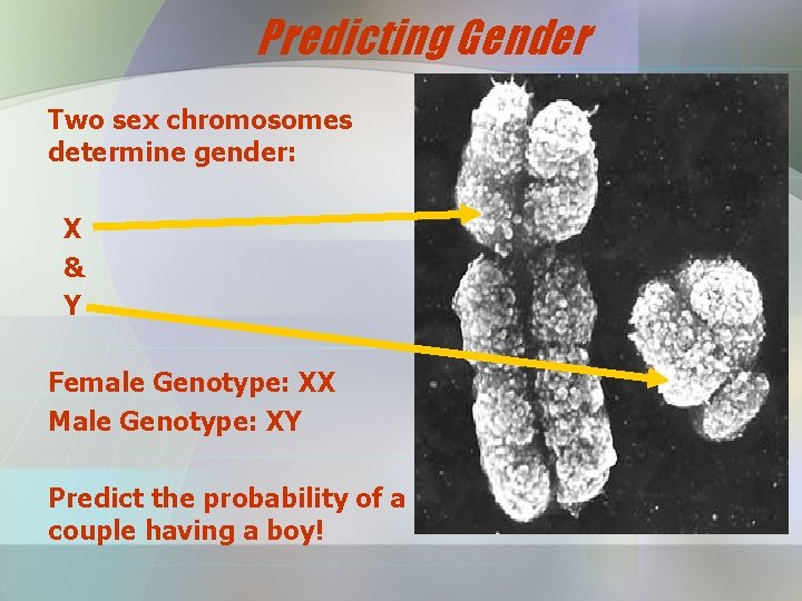 Predicting Gender Two sex chromosomes determine gender: X & Y Female Genotype: XX Male