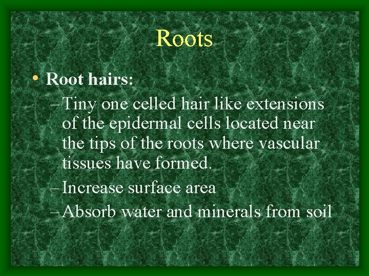 Roots • Root hairs: – Tiny one celled hair like extensions of the epidermal