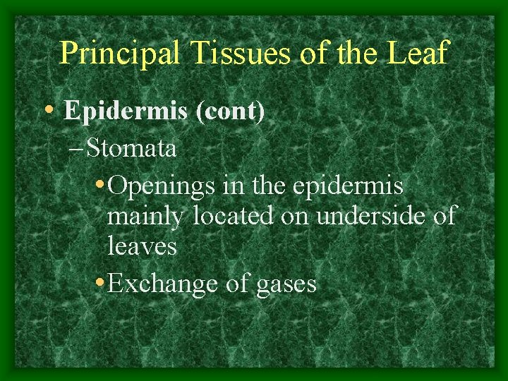 Principal Tissues of the Leaf • Epidermis (cont) – Stomata • Openings in the