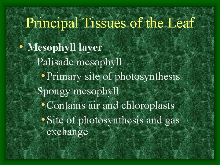 Principal Tissues of the Leaf • Mesophyll layer – Palisade mesophyll • Primary site
