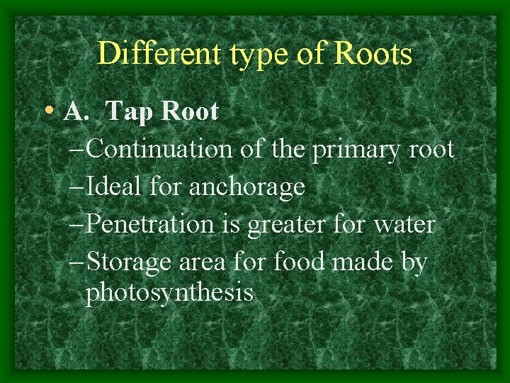 Different type of Roots • A. Tap Root – Continuation of the primary root