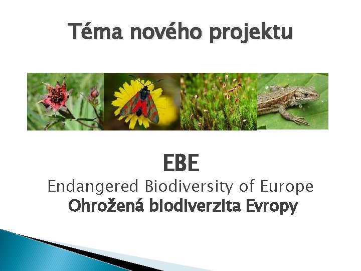 Téma nového projektu EBE Endangered Biodiversity of Europe Ohrožená biodiverzita Evropy 