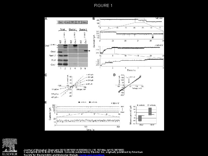 FIGURE 1 Journal of Biological Chemistry 2012 28733314 -33326 DOI: (10. 1074/jbc. M 112.