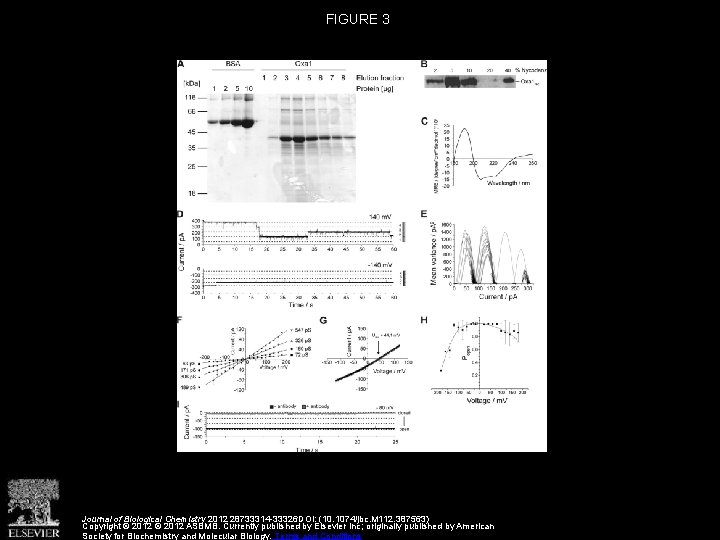 FIGURE 3 Journal of Biological Chemistry 2012 28733314 -33326 DOI: (10. 1074/jbc. M 112.