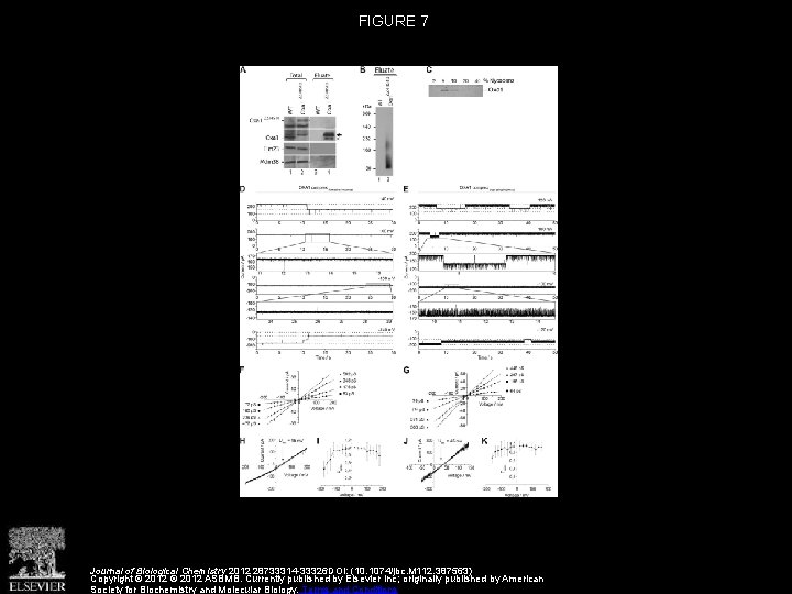FIGURE 7 Journal of Biological Chemistry 2012 28733314 -33326 DOI: (10. 1074/jbc. M 112.