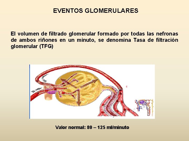 EVENTOS GLOMERULARES El volumen de filtrado glomerular formado por todas las nefronas de ambos