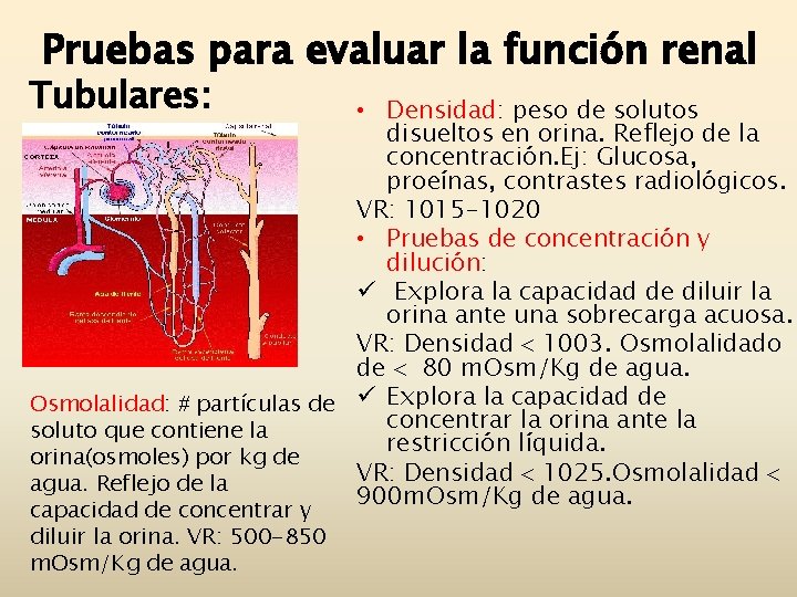 Pruebas para evaluar la función renal Tubulares: • Densidad: peso de solutos disueltos en