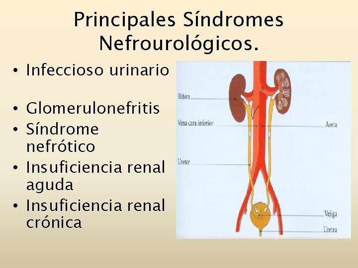 Principales Síndromes Nefrourológicos. • Infeccioso urinario • Glomerulonefritis • Síndrome nefrótico • Insuficiencia renal