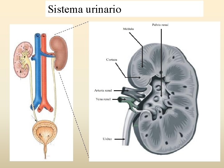 Sistema urinario 