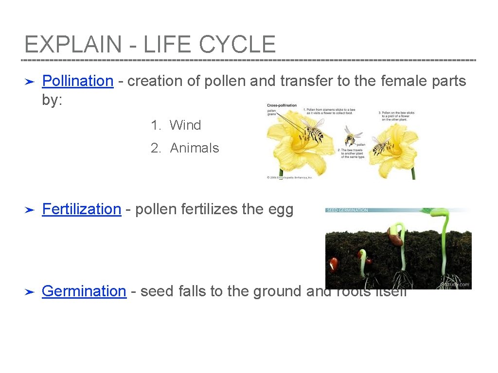 EXPLAIN - LIFE CYCLE ➤ Pollination - creation of pollen and transfer to the