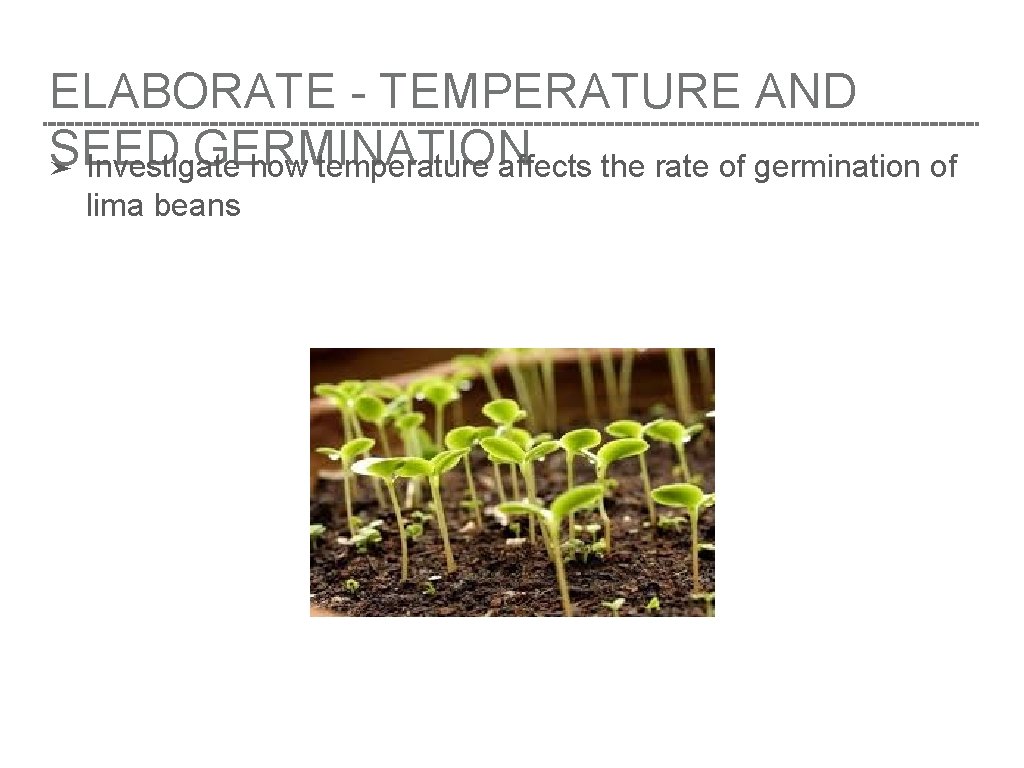 ELABORATE - TEMPERATURE AND SEED GERMINATION ➤ Investigate how temperature affects the rate of