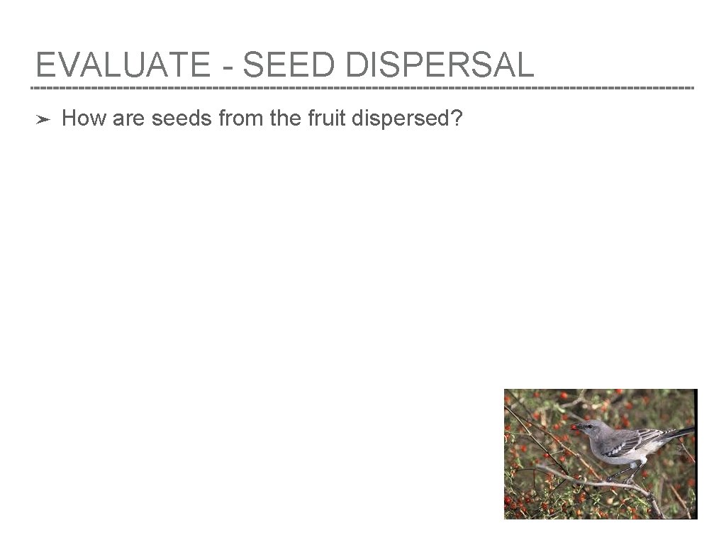 EVALUATE - SEED DISPERSAL ➤ How are seeds from the fruit dispersed? 