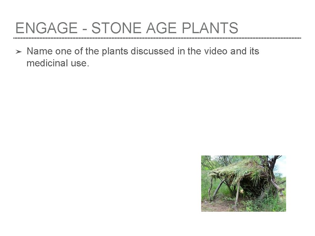 ENGAGE - STONE AGE PLANTS ➤ Name one of the plants discussed in the