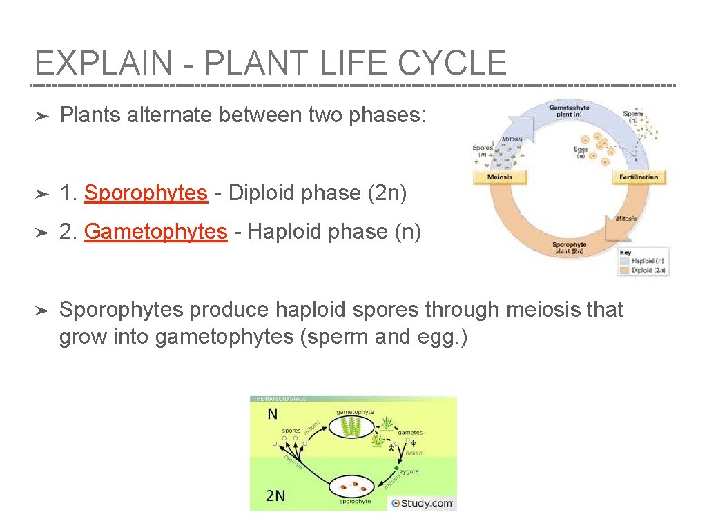 EXPLAIN - PLANT LIFE CYCLE ➤ Plants alternate between two phases: ➤ 1. Sporophytes