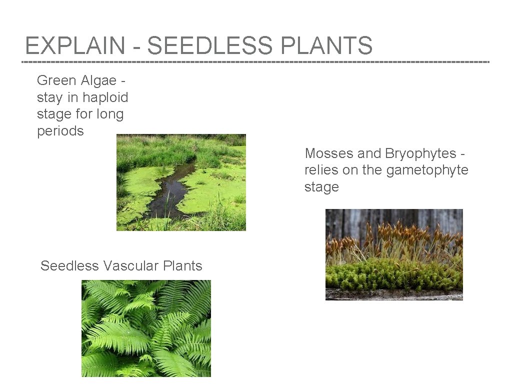 EXPLAIN - SEEDLESS PLANTS Green Algae stay in haploid stage for long periods Mosses