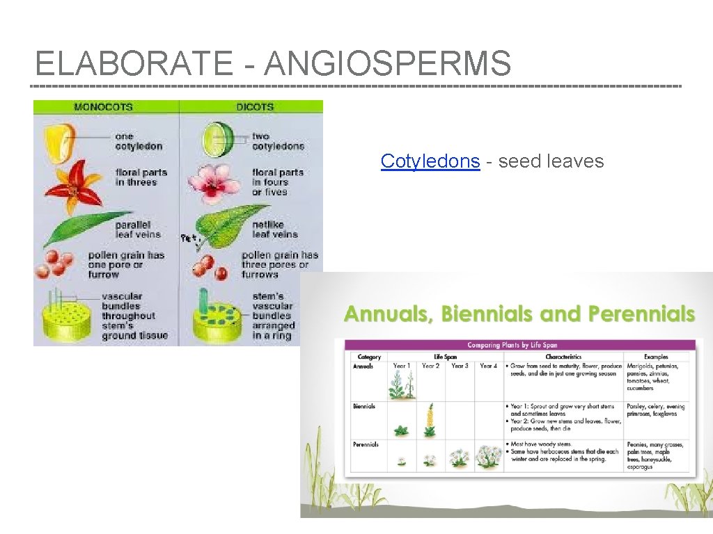 ELABORATE - ANGIOSPERMS Cotyledons - seed leaves 
