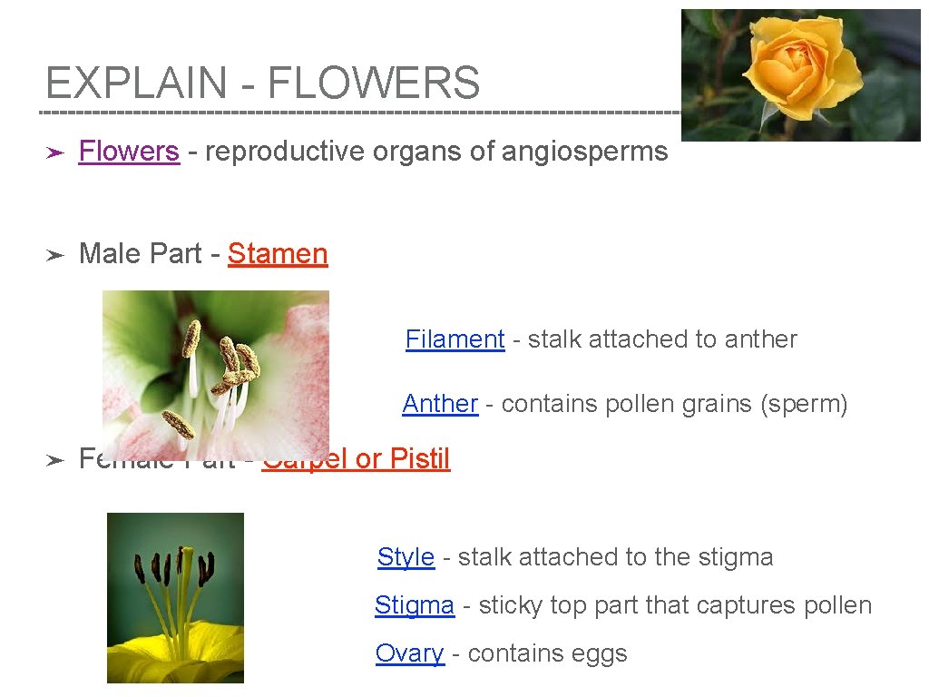 EXPLAIN - FLOWERS ➤ Flowers - reproductive organs of angiosperms ➤ Male Part -