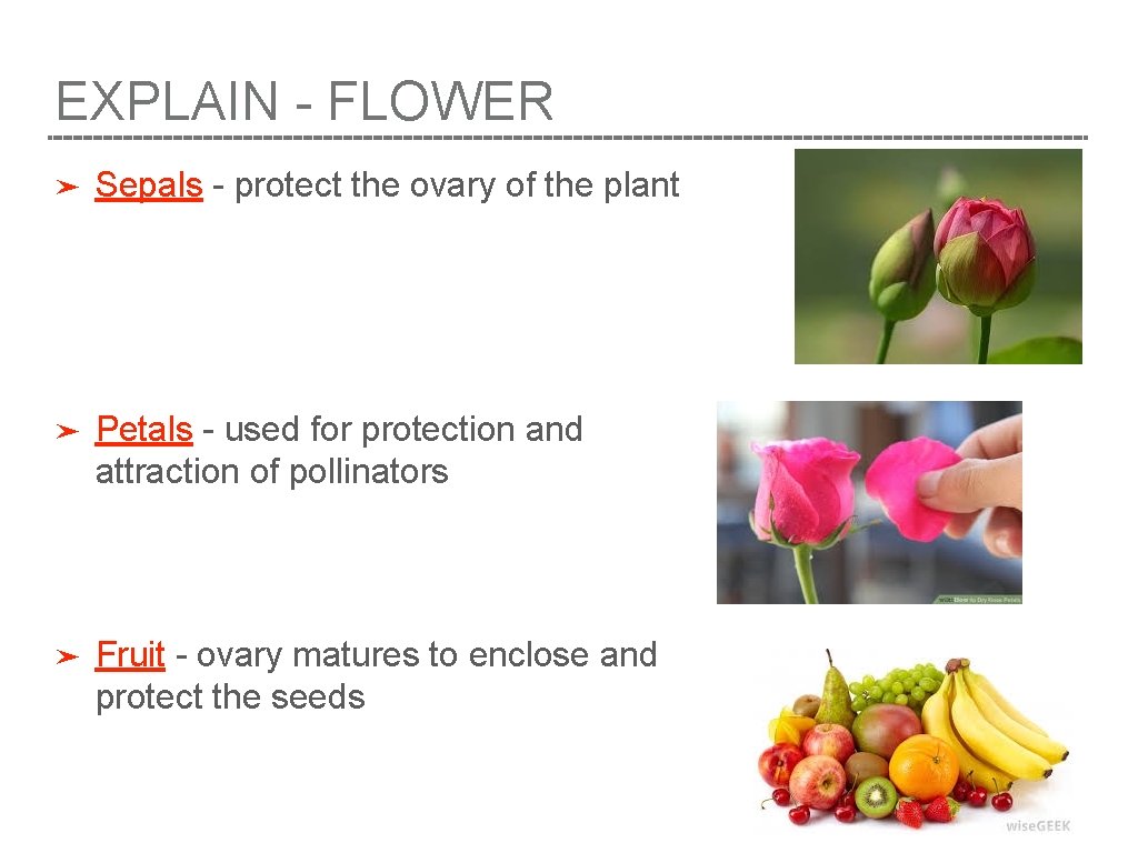 EXPLAIN - FLOWER ➤ Sepals - protect the ovary of the plant ➤ Petals