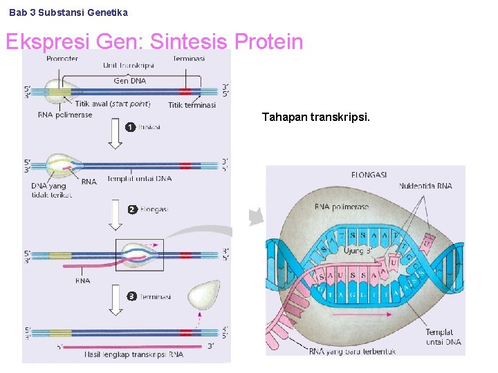 Bab 3 Substansi Genetika Ekspresi Gen: Sintesis Protein Tahapan transkripsi. 