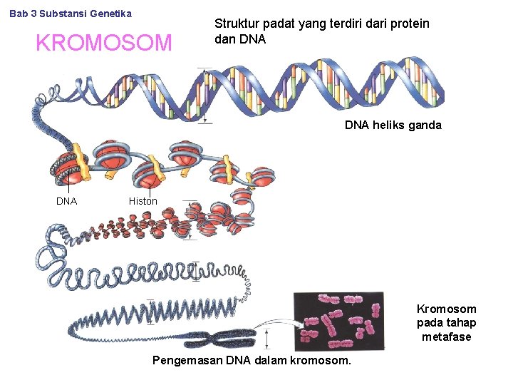 Bab 3 Substansi Genetika KROMOSOM Struktur padat yang terdiri dari protein dan DNA heliks