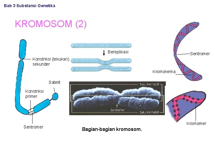 Bab 3 Substansi Genetika KROMOSOM (2) Bereplikasi Sentromer Konstriksi (lekukan) sekunder Kromonema Satelit Konstriksi