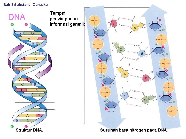 Bab 3 Substansi Genetika DNA Struktur DNA. Tempat penyimpanan informasi genetik Susunan basa nitrogen