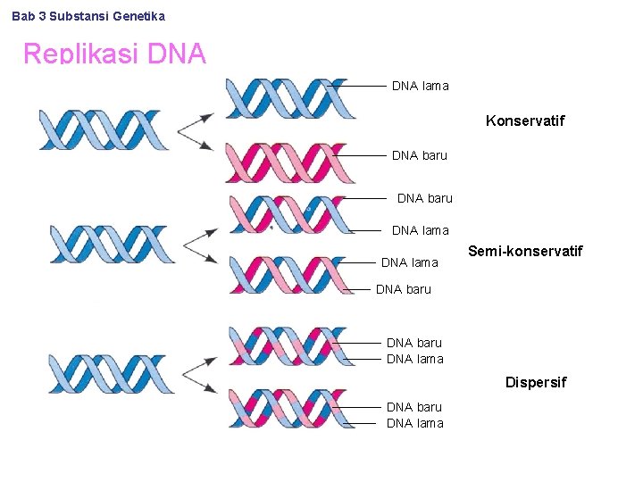 Bab 3 Substansi Genetika Replikasi DNA lama Konservatif DNA baru DNA lama Semi-konservatif DNA