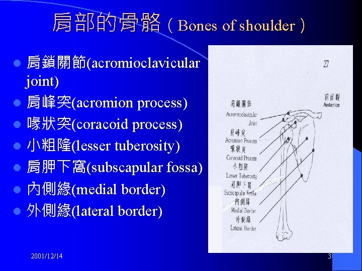 肩部的骨骼（Bones of shoulder） 肩鎖關節(acromioclavicular joint) l 肩峰突(acromion process) l 喙狀突(coracoid process) l 小粗隆(lesser tuberosity)