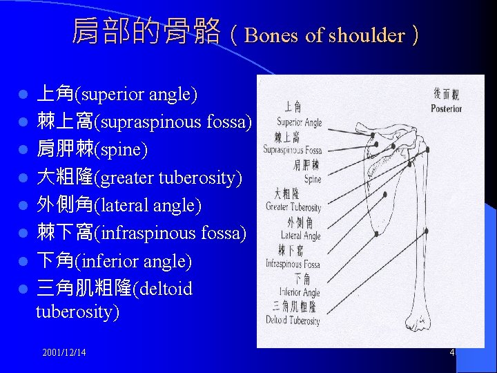 肩部的骨骼（Bones of shoulder） l l l l 上角(superior angle) 棘上窩(supraspinous fossa) 肩胛棘(spine) 大粗隆(greater tuberosity)